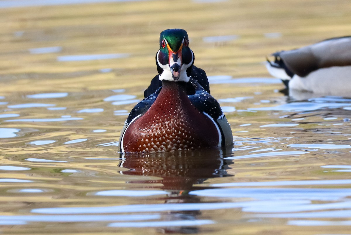 Каролінка - ML646673560