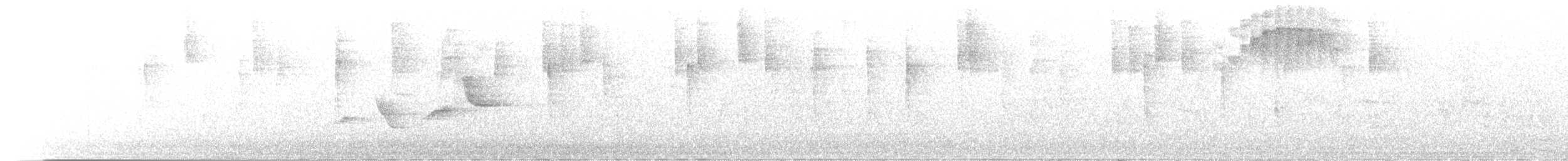 Очковый дромник (ophthalmicus) - ML646673565