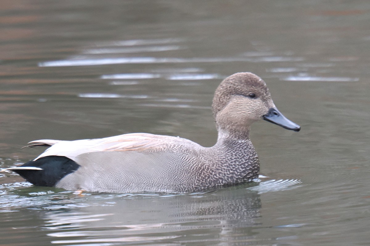Gadwall - ML646673567