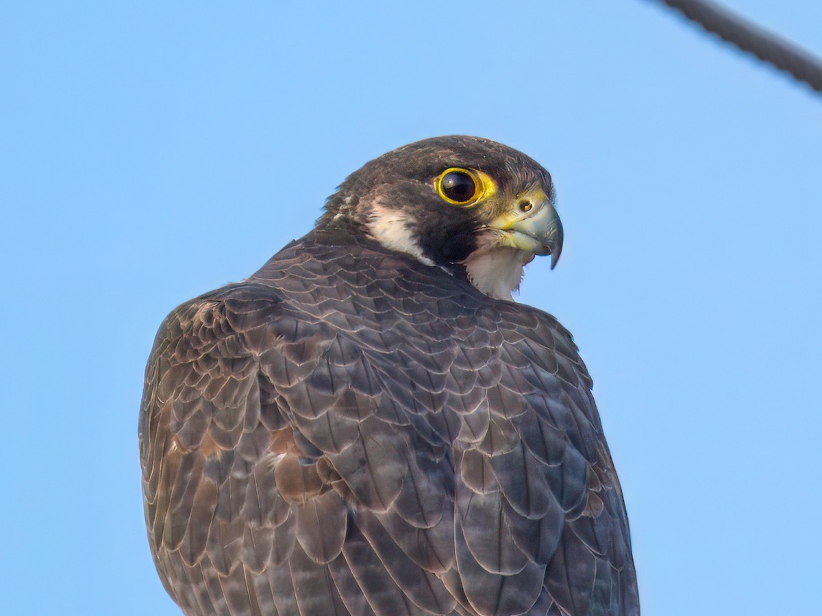 遊隼 - ML646673569