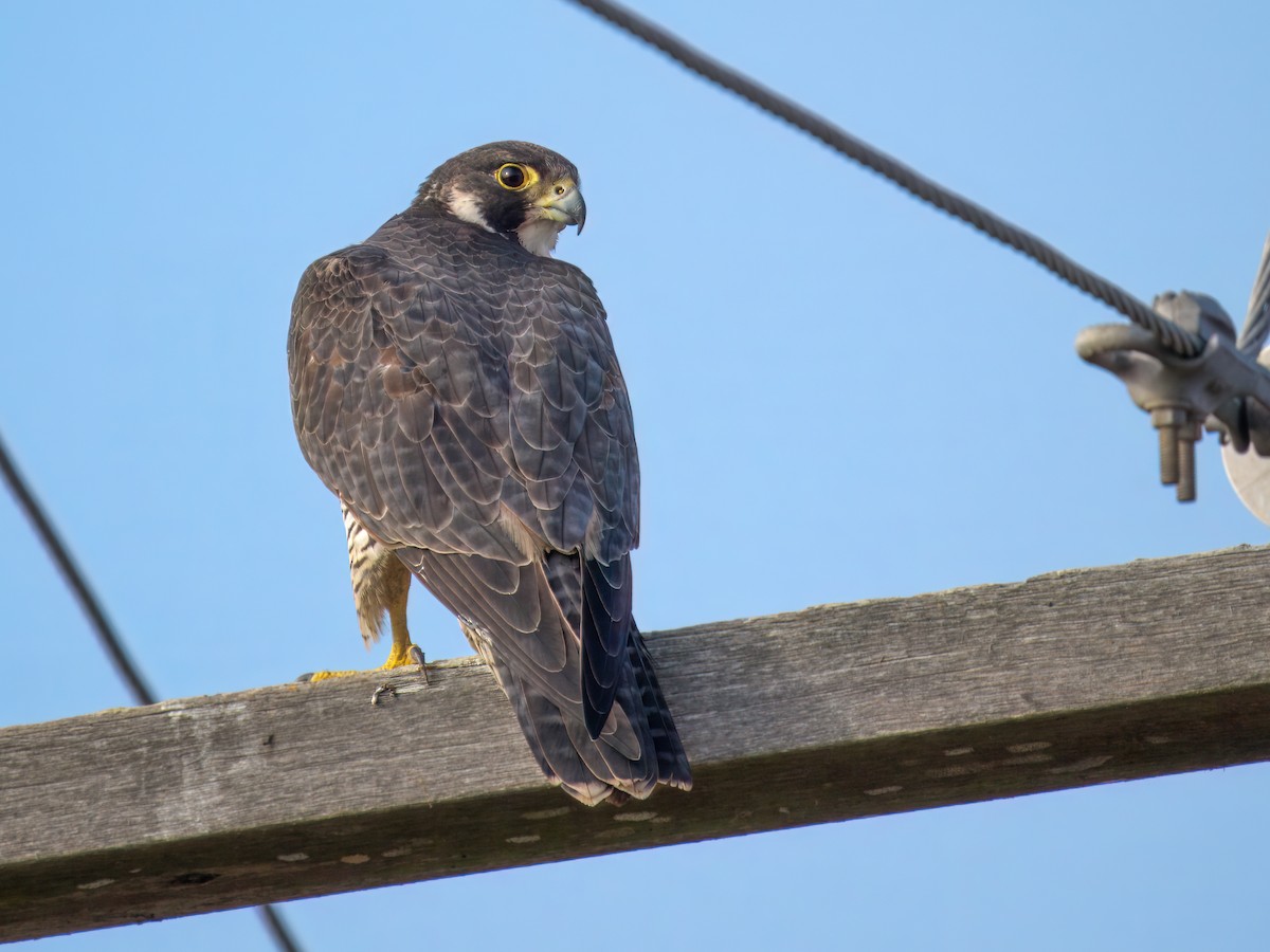 遊隼 - ML646673570