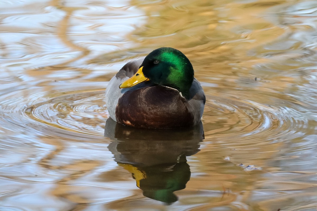 Крижень звичайний - ML646673571