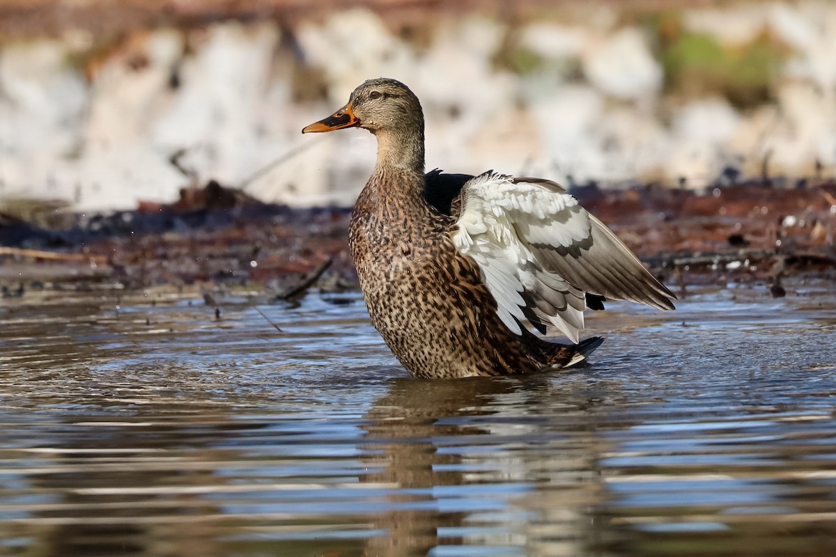 Крижень звичайний - ML646673572