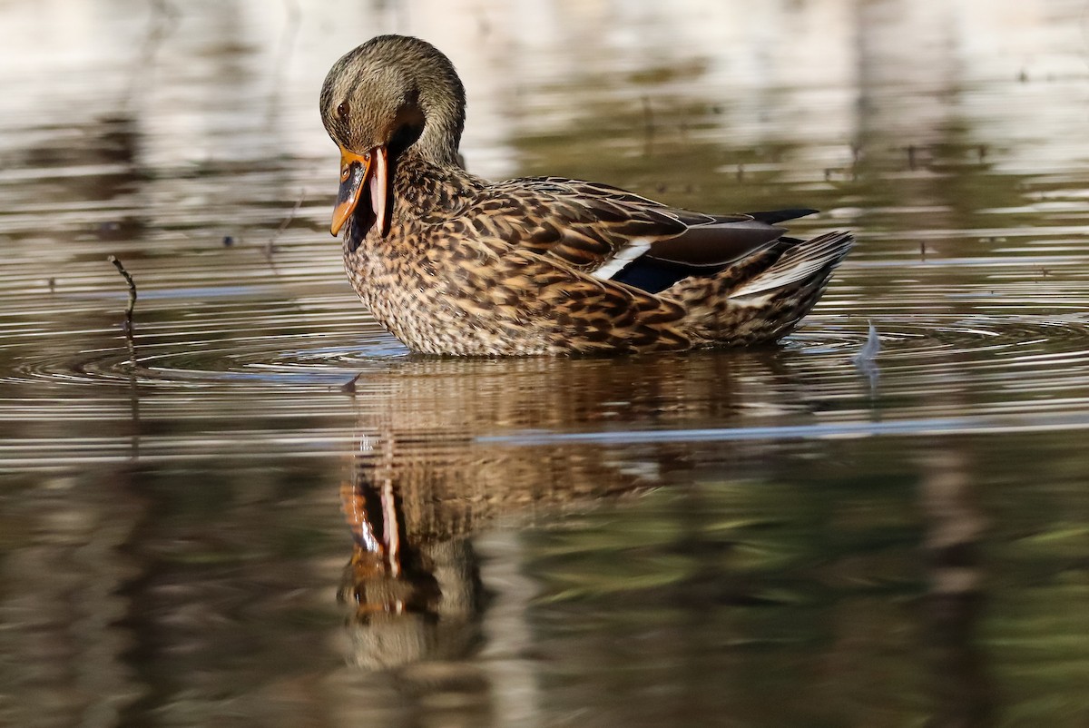 Крижень звичайний - ML646673573