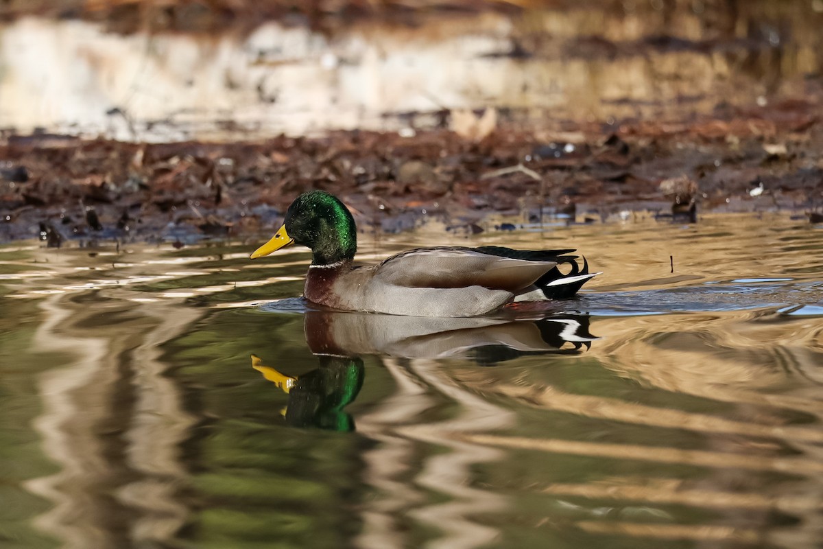 Крижень звичайний - ML646673574