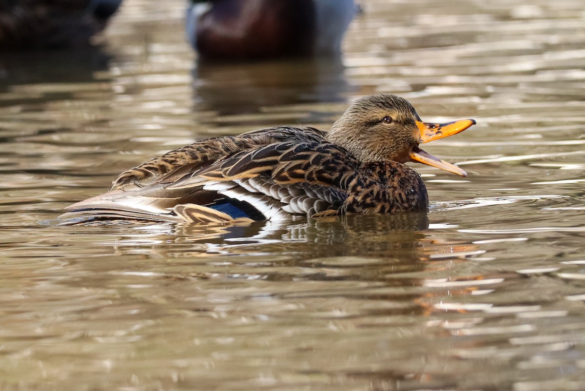 Крижень звичайний - ML646673575