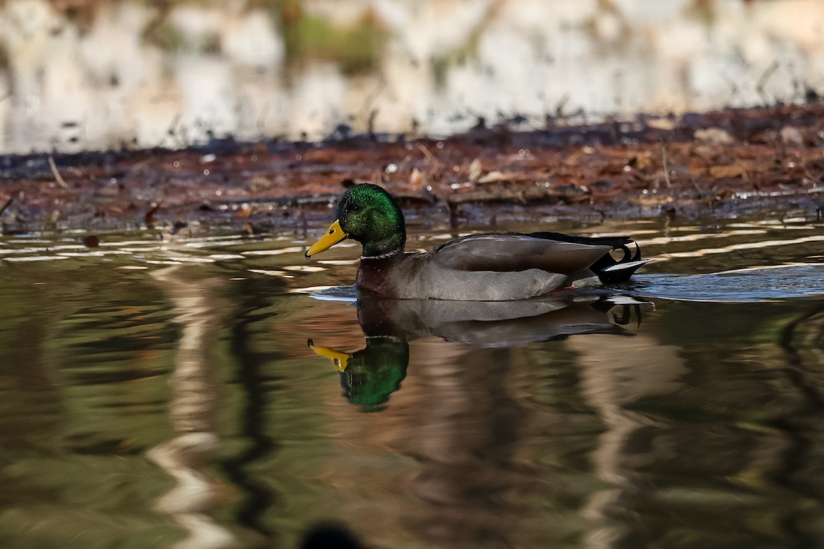 Крижень звичайний - ML646673576