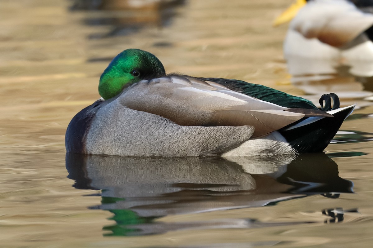 Крижень звичайний - ML646673577