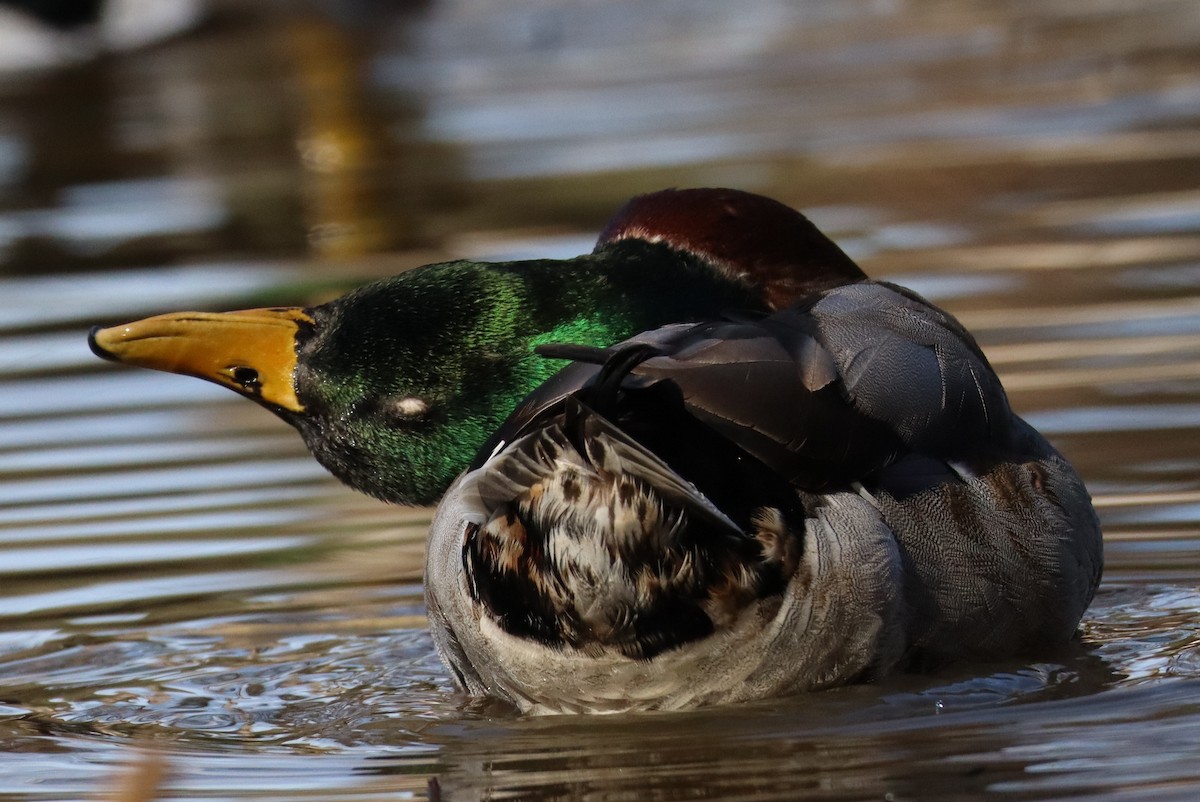 Крижень звичайний - ML646673580