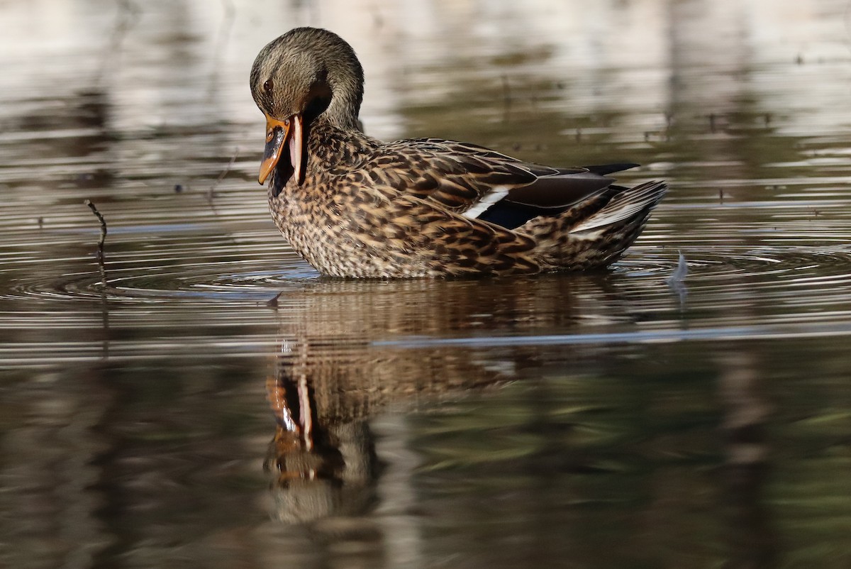 Крижень звичайний - ML646673582