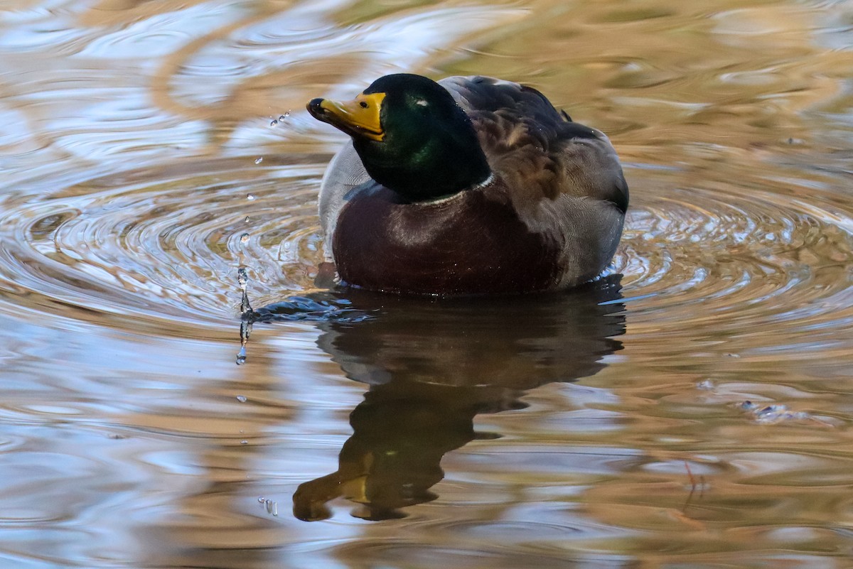 Крижень звичайний - ML646673583
