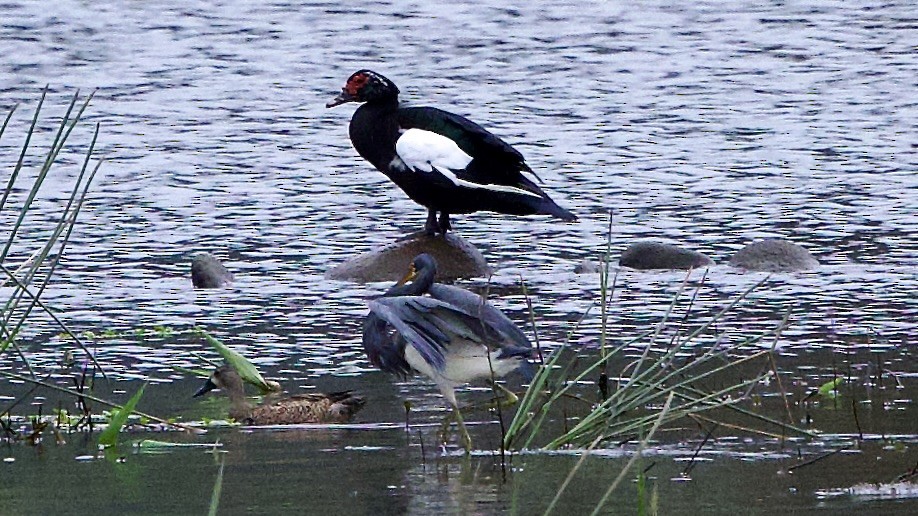 Muscovy Duck - ML646673586