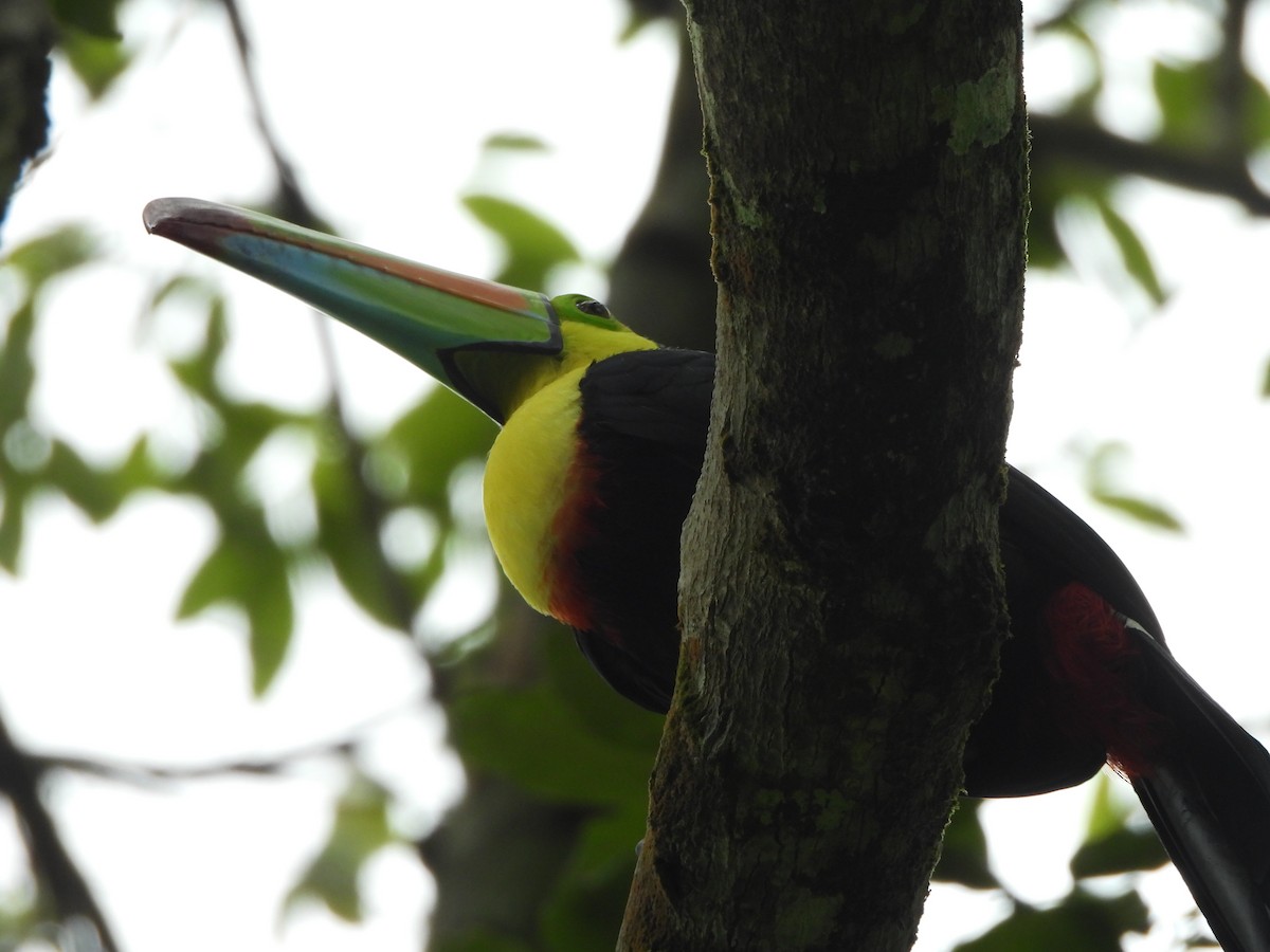 Fischertukan - ML646673587