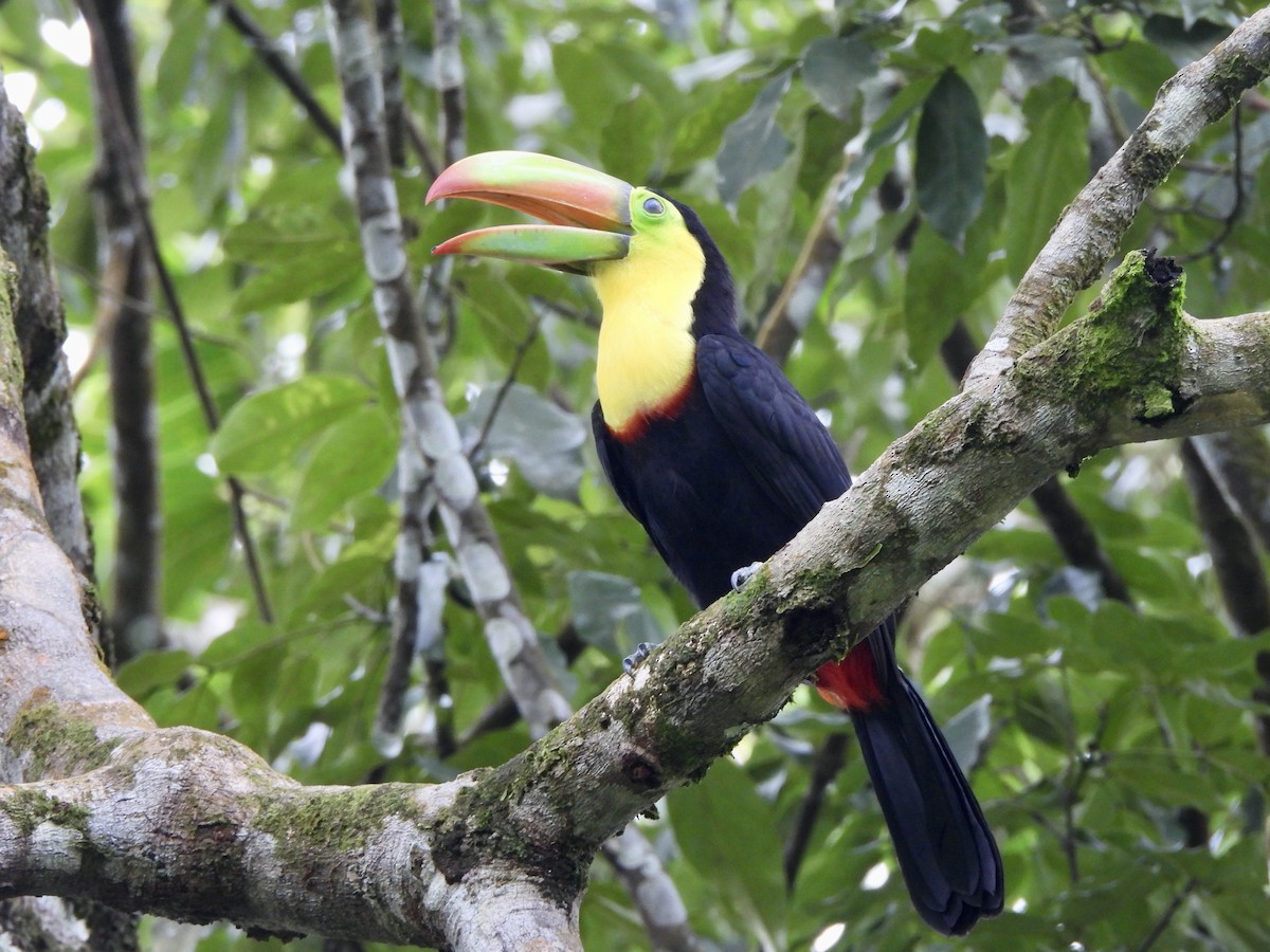 Fischertukan - ML646673588