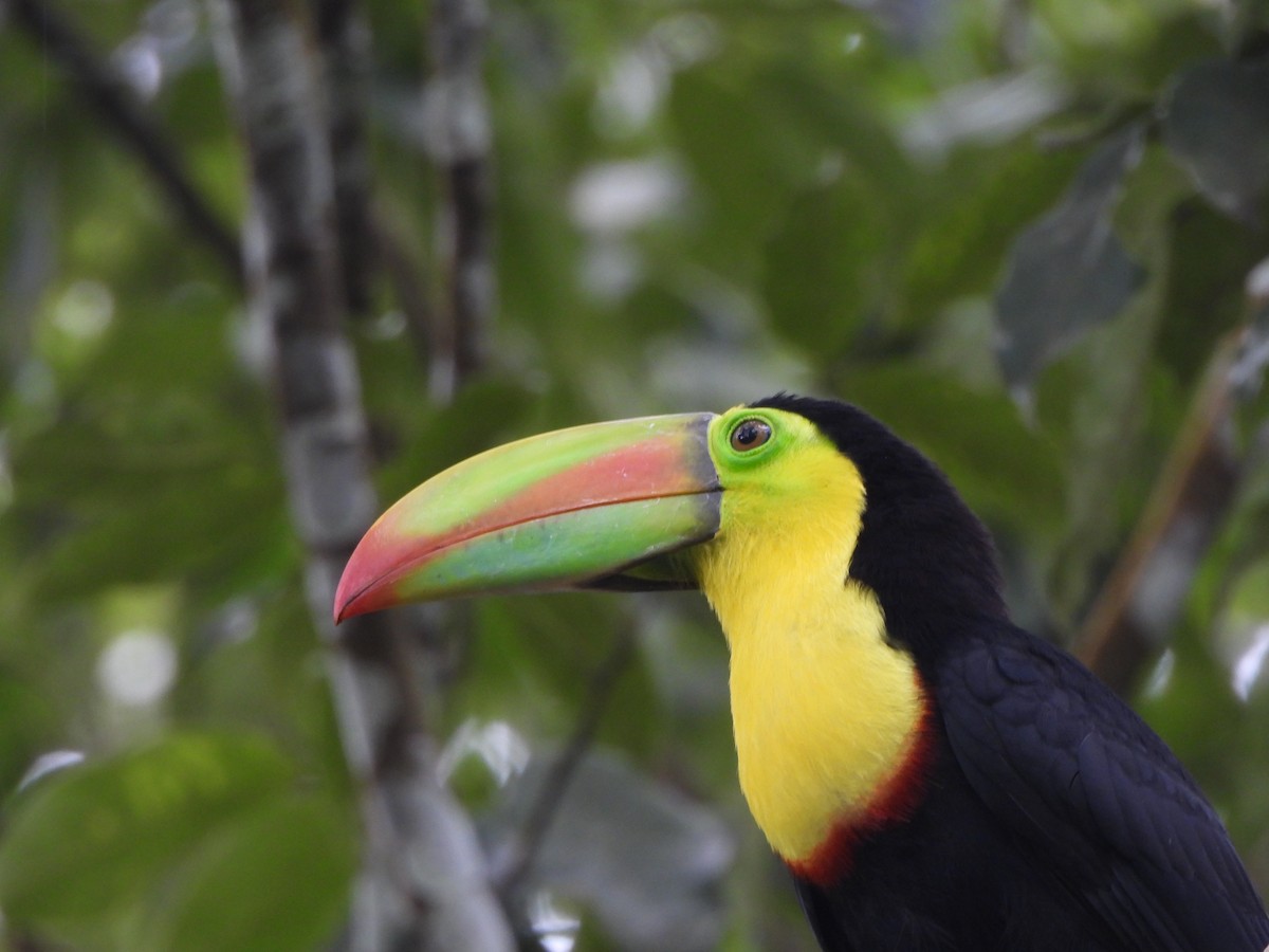 Fischertukan - ML646673589