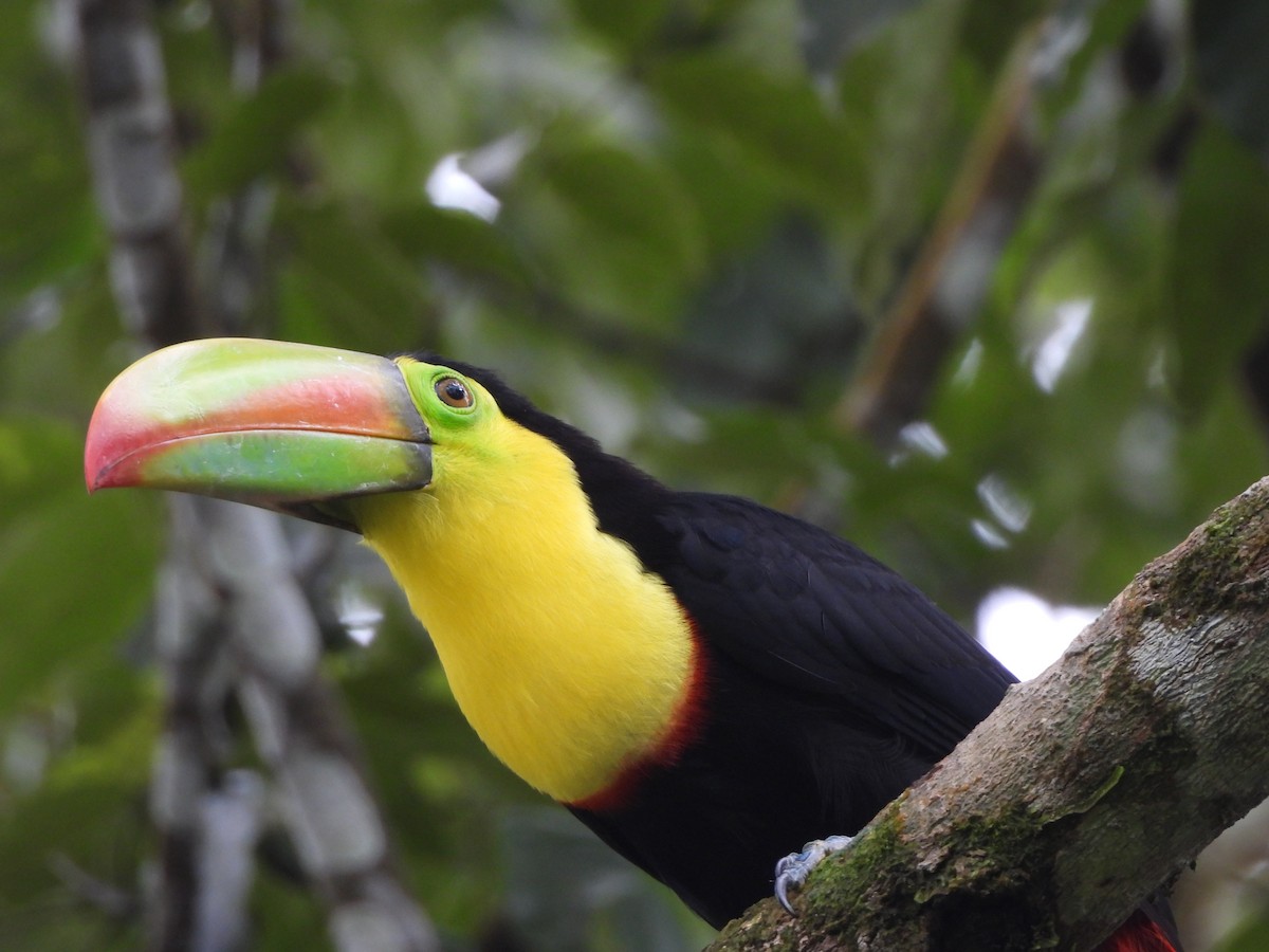 Fischertukan - ML646673591