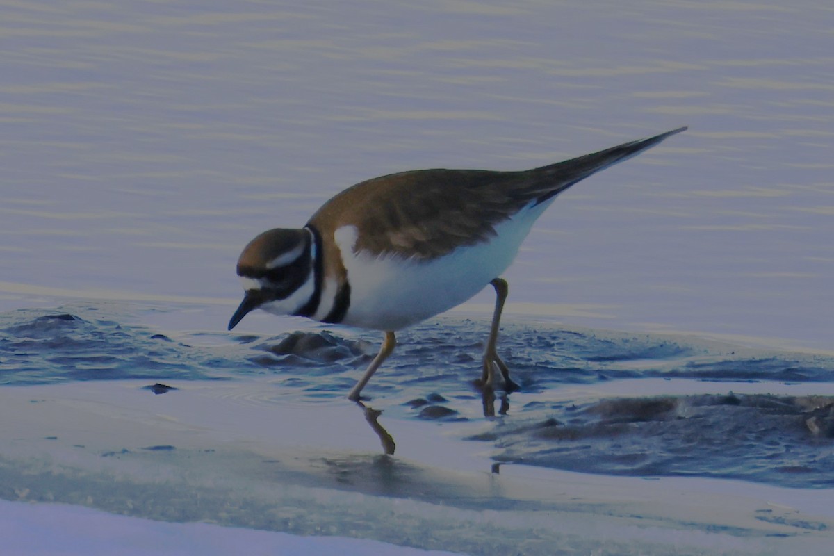 Killdeer - ML646673592