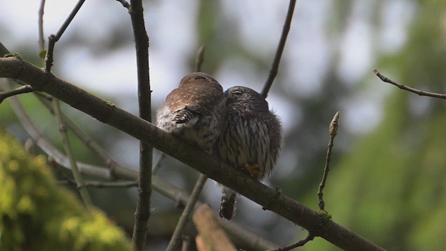 kulíšek mexický - ML646673593