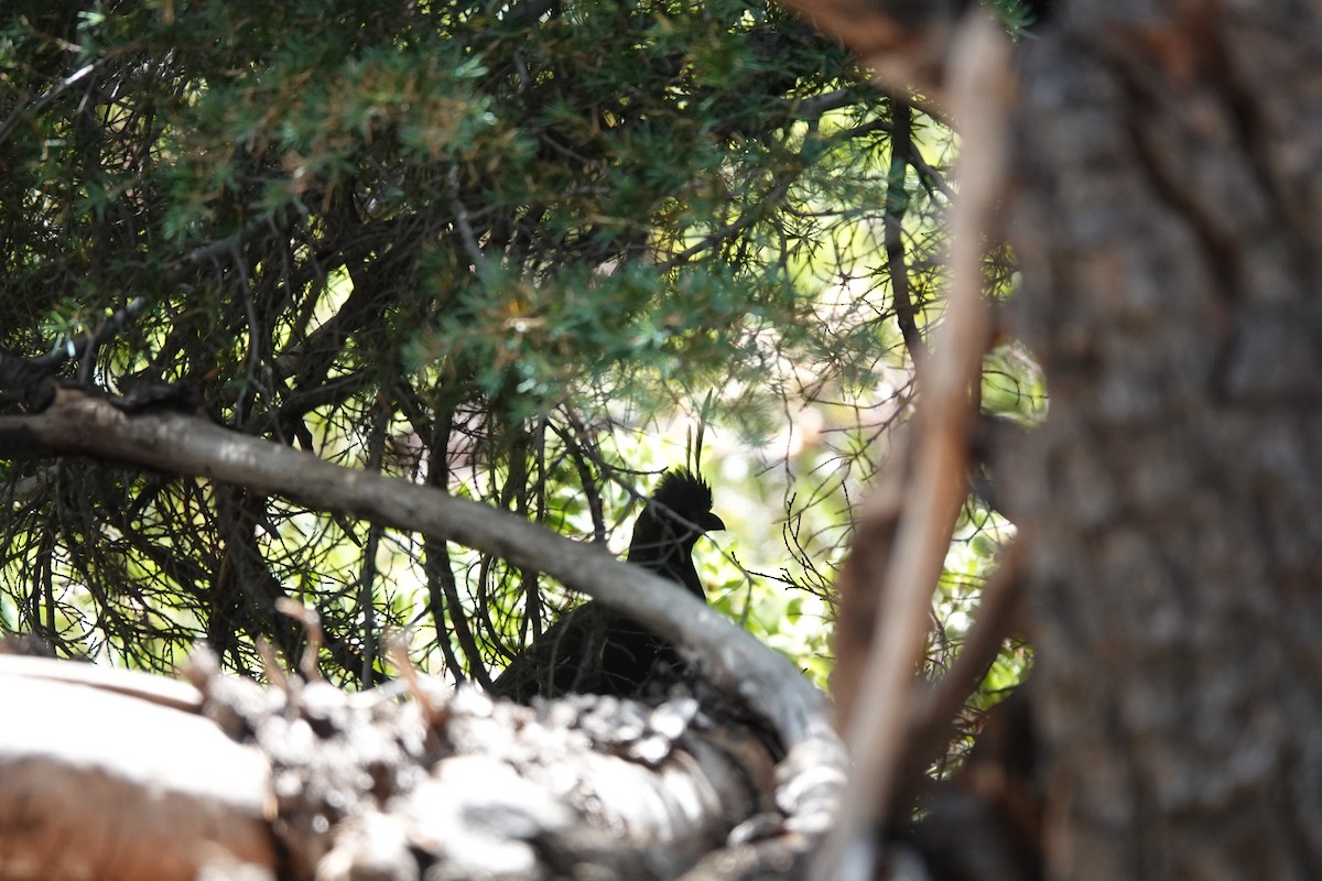 Mountain Quail - ML646673601