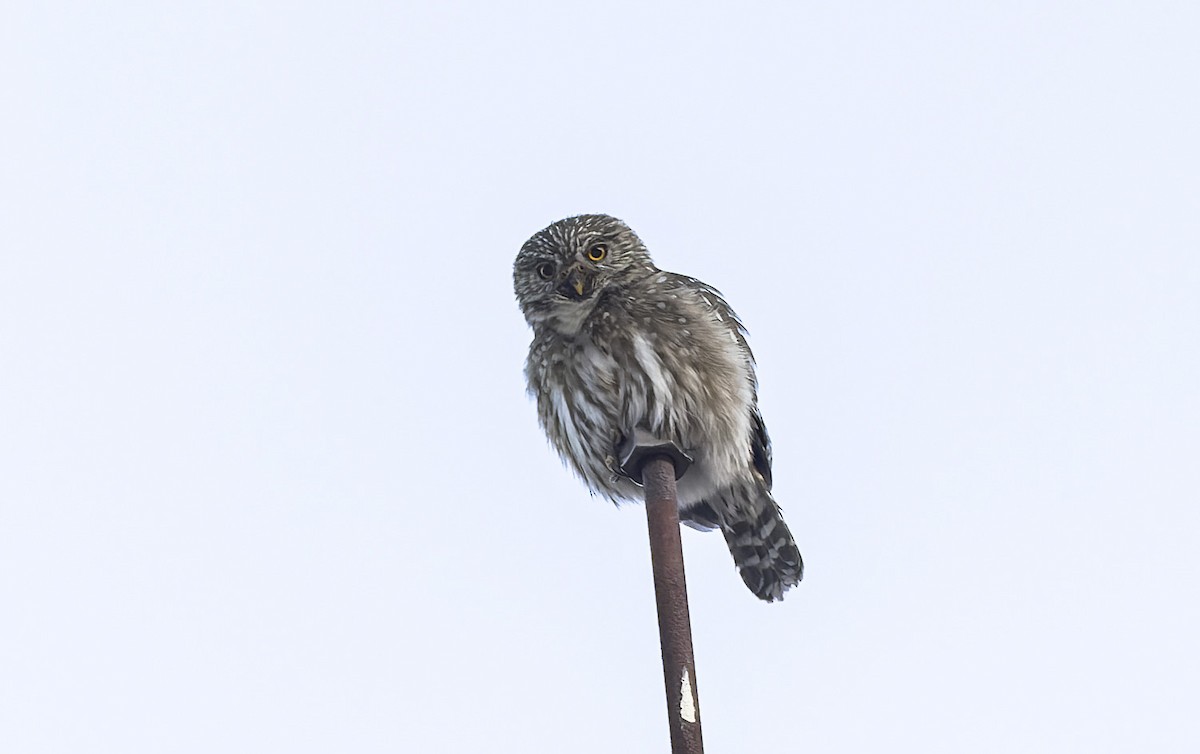 Peruvian Pygmy-Owl - ML646673602
