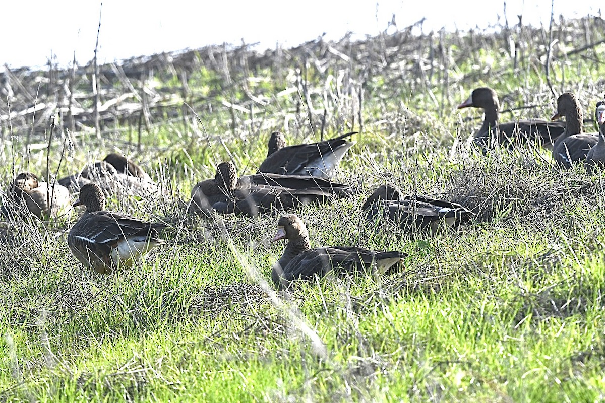 Oie rieuse - ML646673603