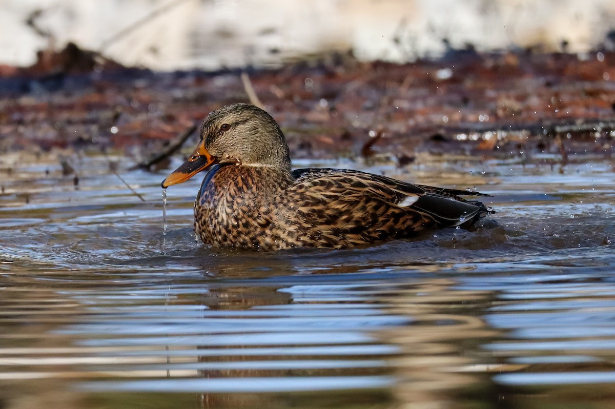 Крижень звичайний - ML646673607