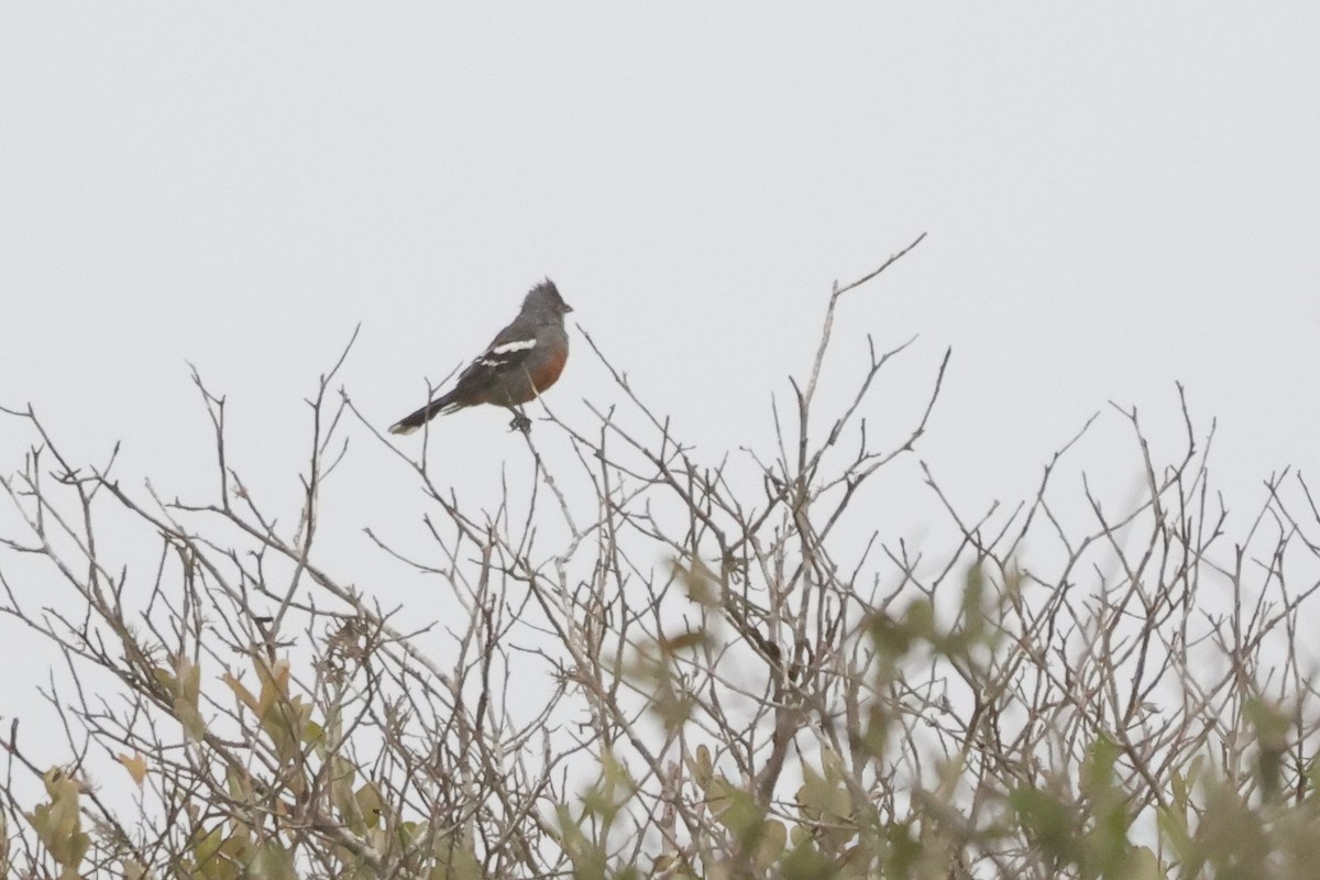 Рара перуанська - ML646673608