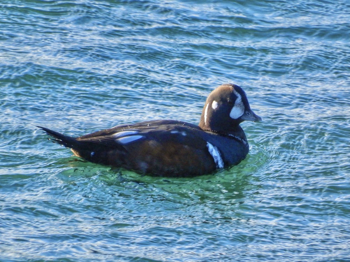 ברווז איסלנדי - ML646673609