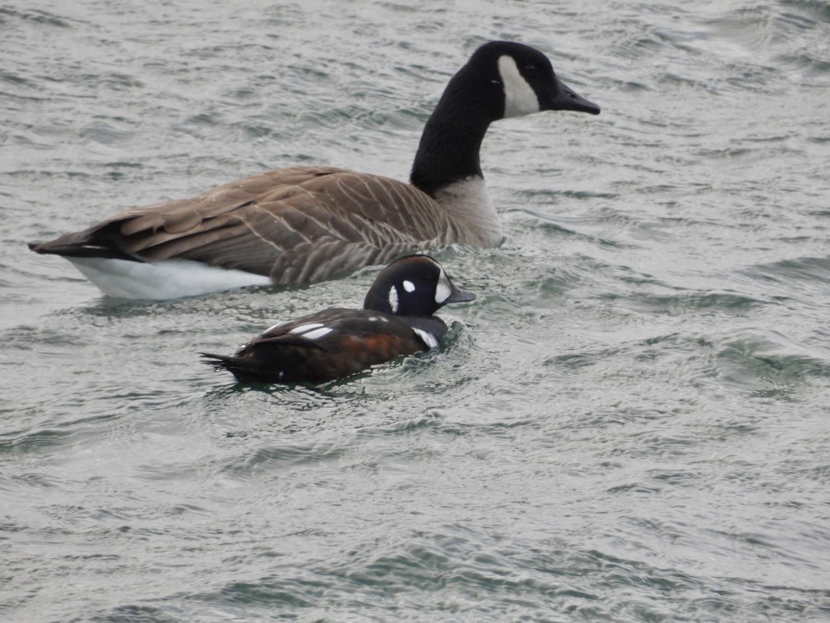 ברווז איסלנדי - ML646673610