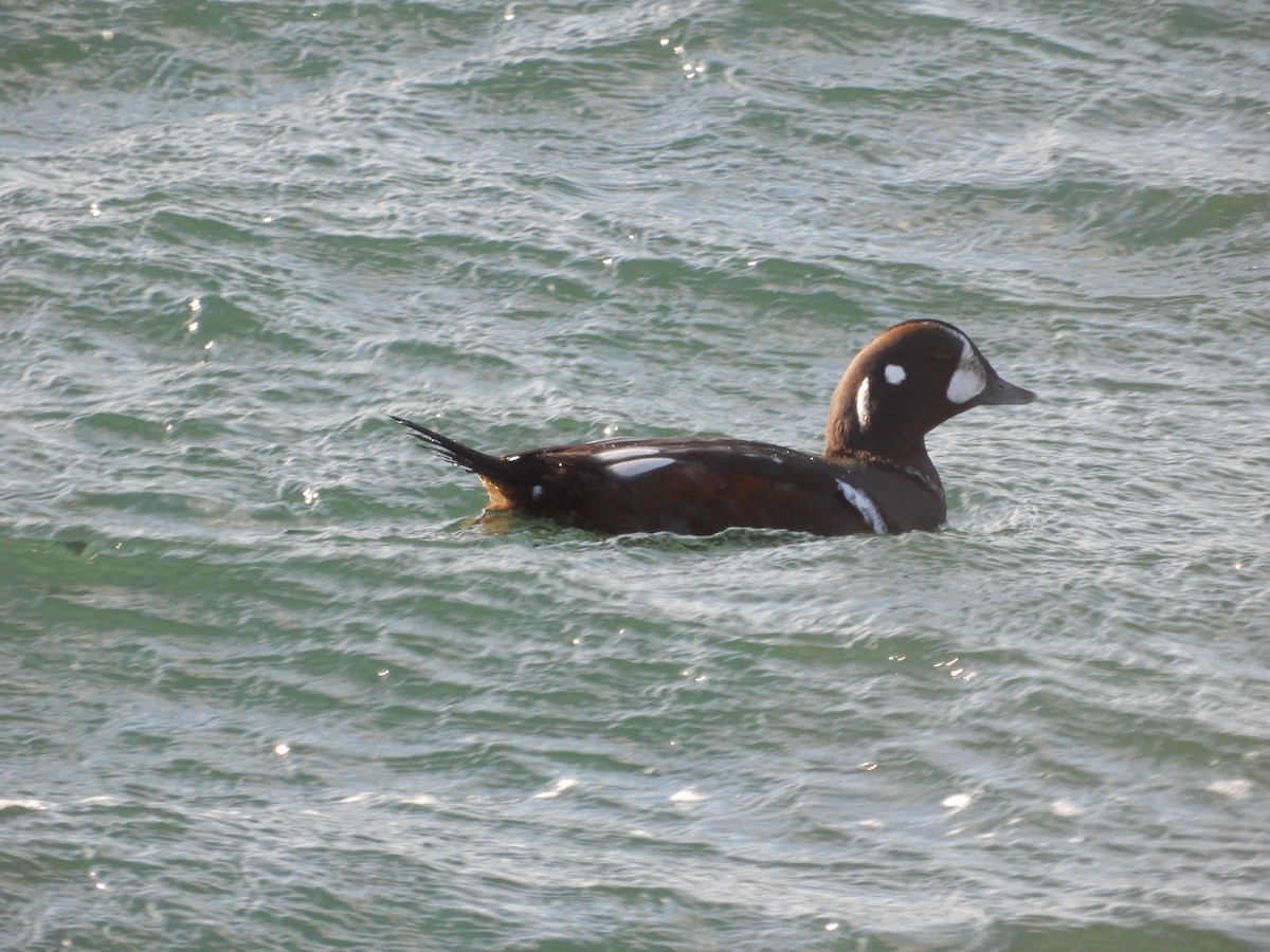 ברווז איסלנדי - ML646673611