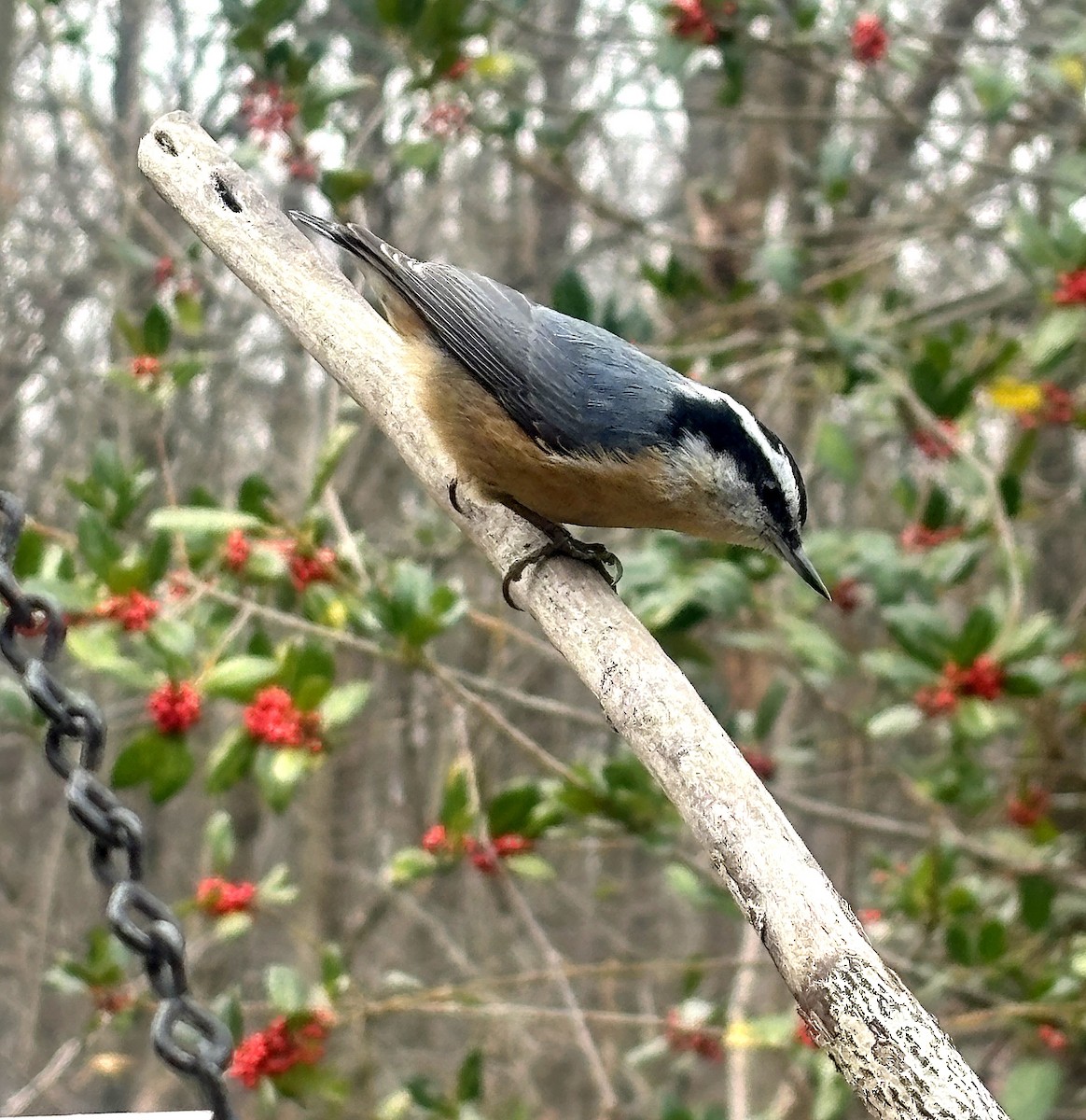 Red-breasted Nuthatch - ML646673612