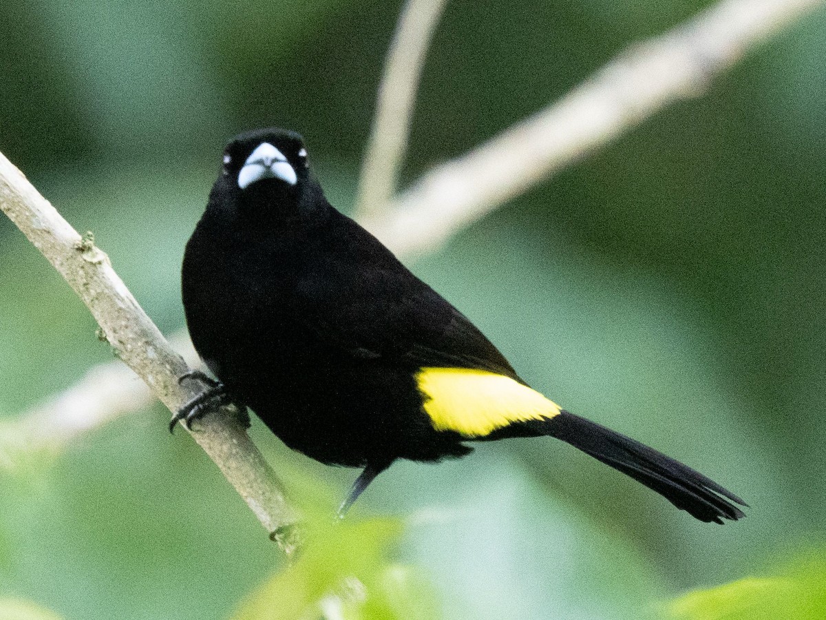 Flame-rumped Tanager - ML646673623