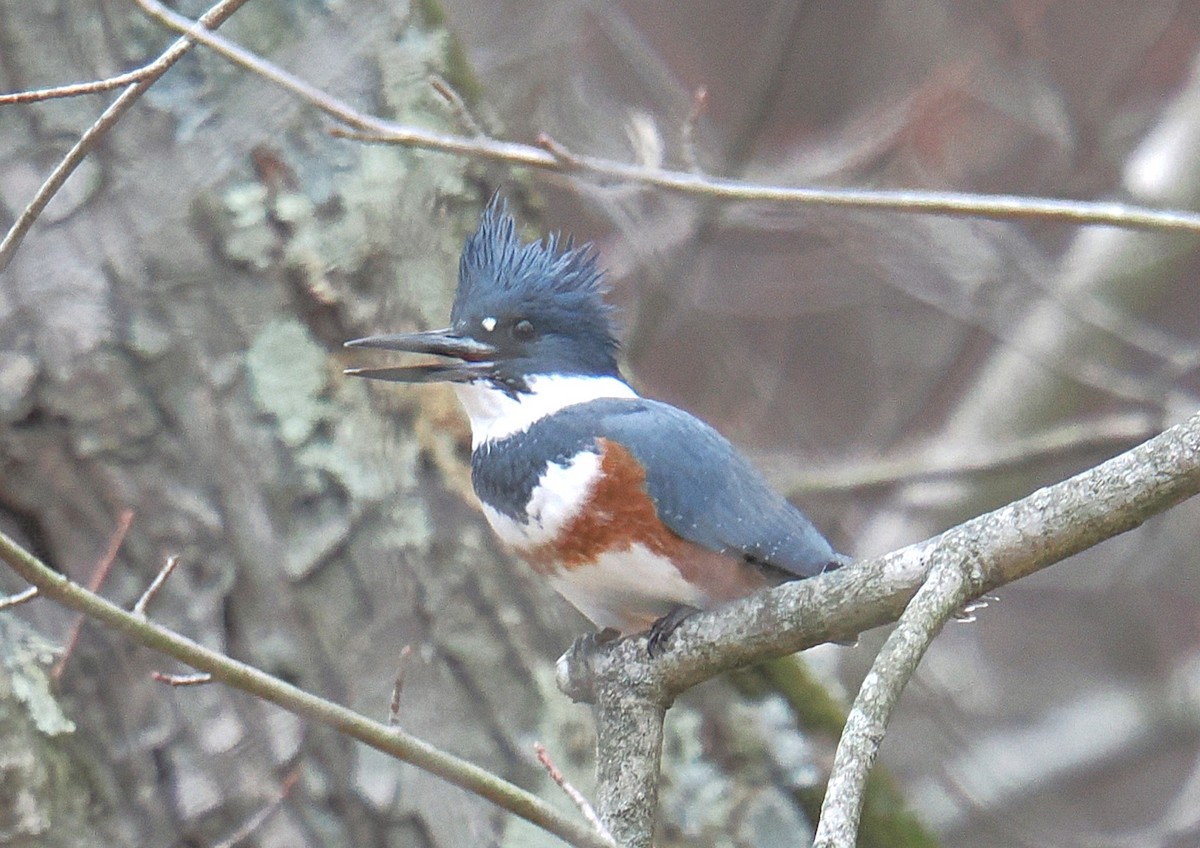 Belted Kingfisher - ML646673624