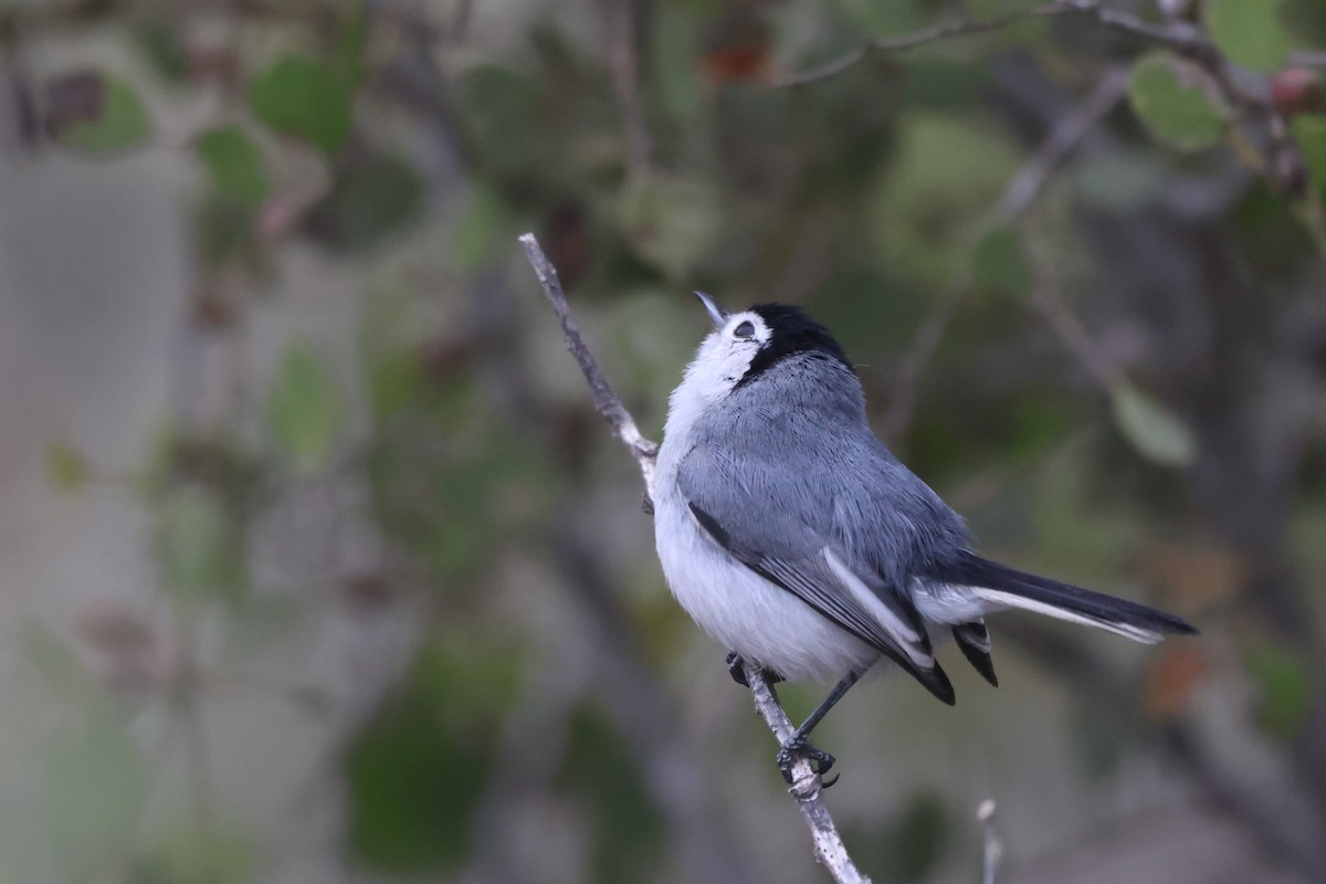 White-browed Gnatcatcher - ML646673625