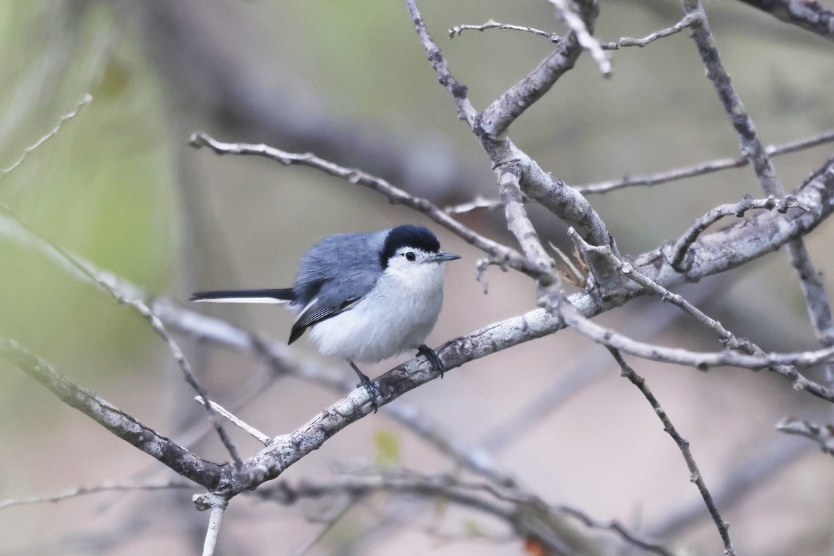 White-browed Gnatcatcher - ML646673626