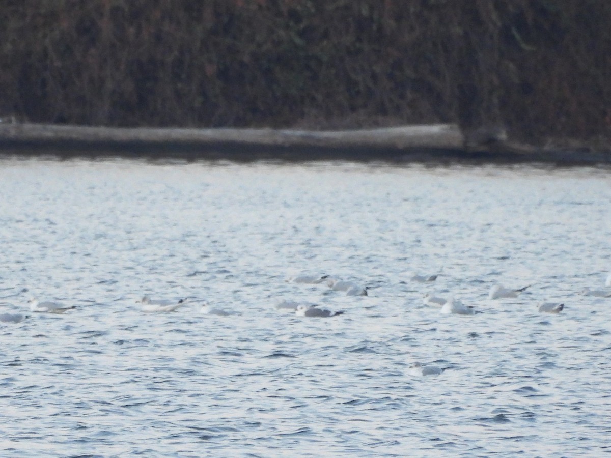Short-billed Gull - ML646673628