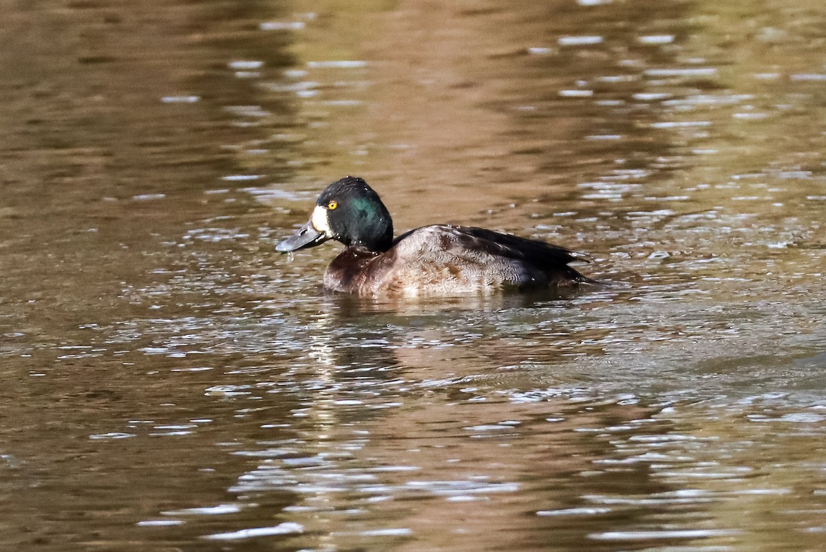Чернь американська - ML646673629