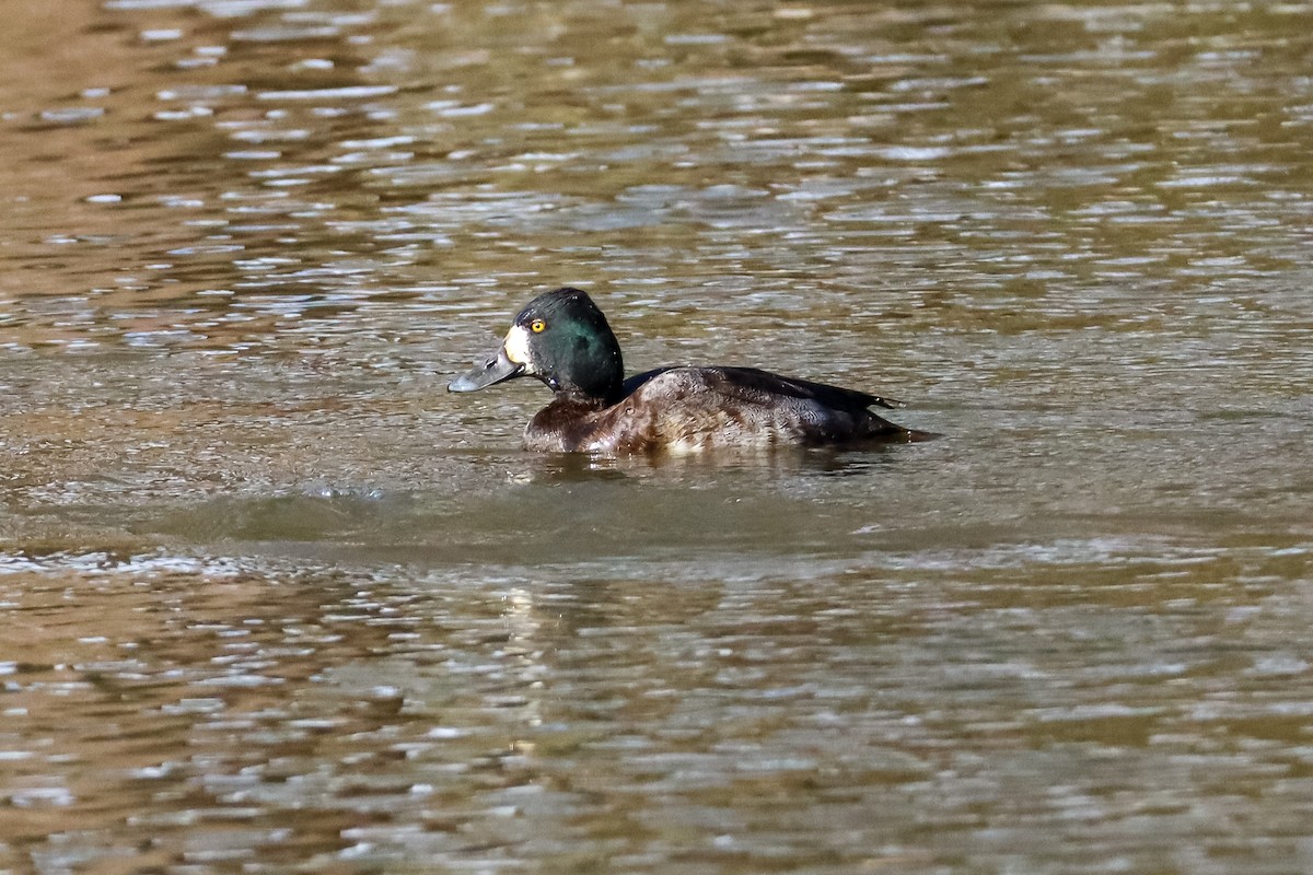 Чернь американська - ML646673630