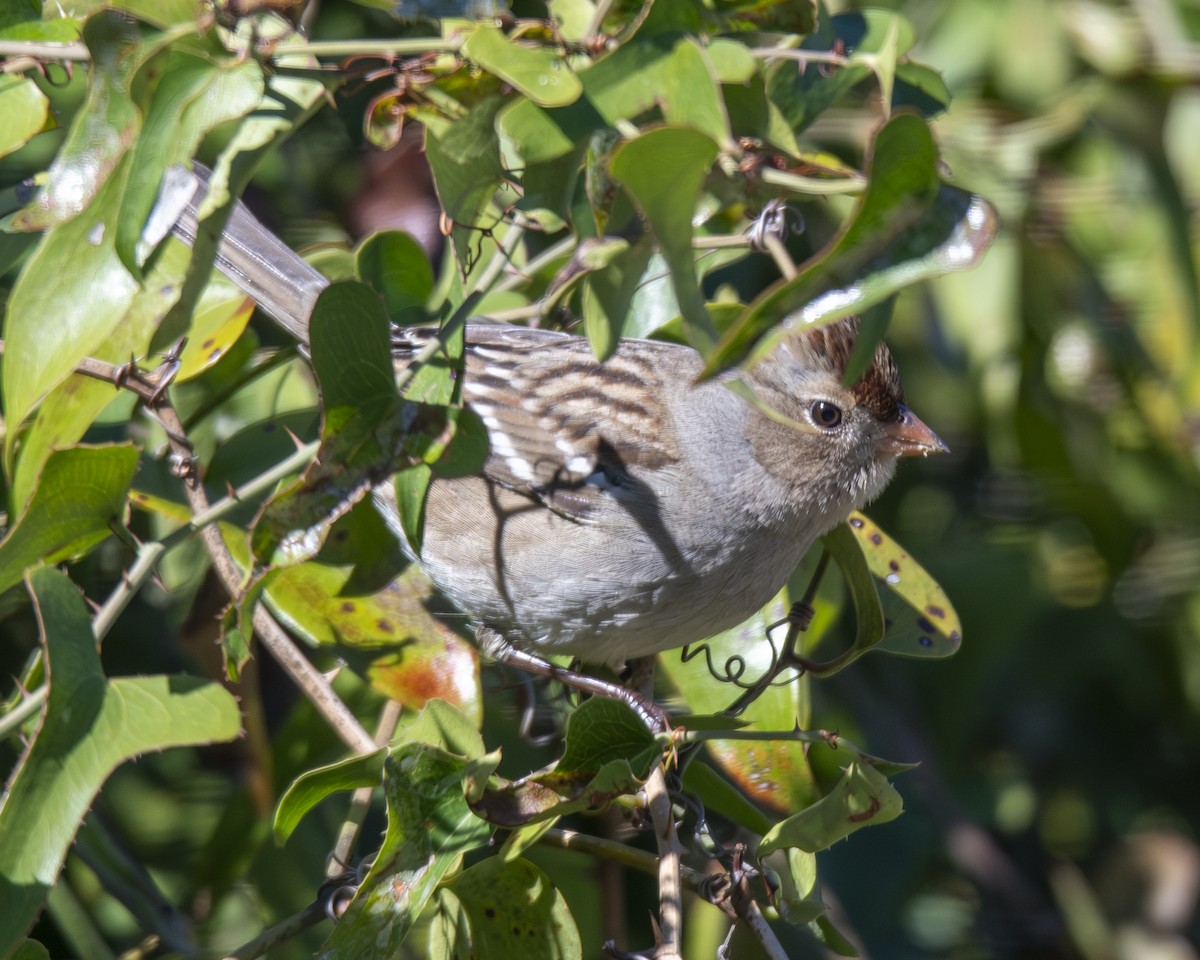 hvitkronespurv - ML646673636