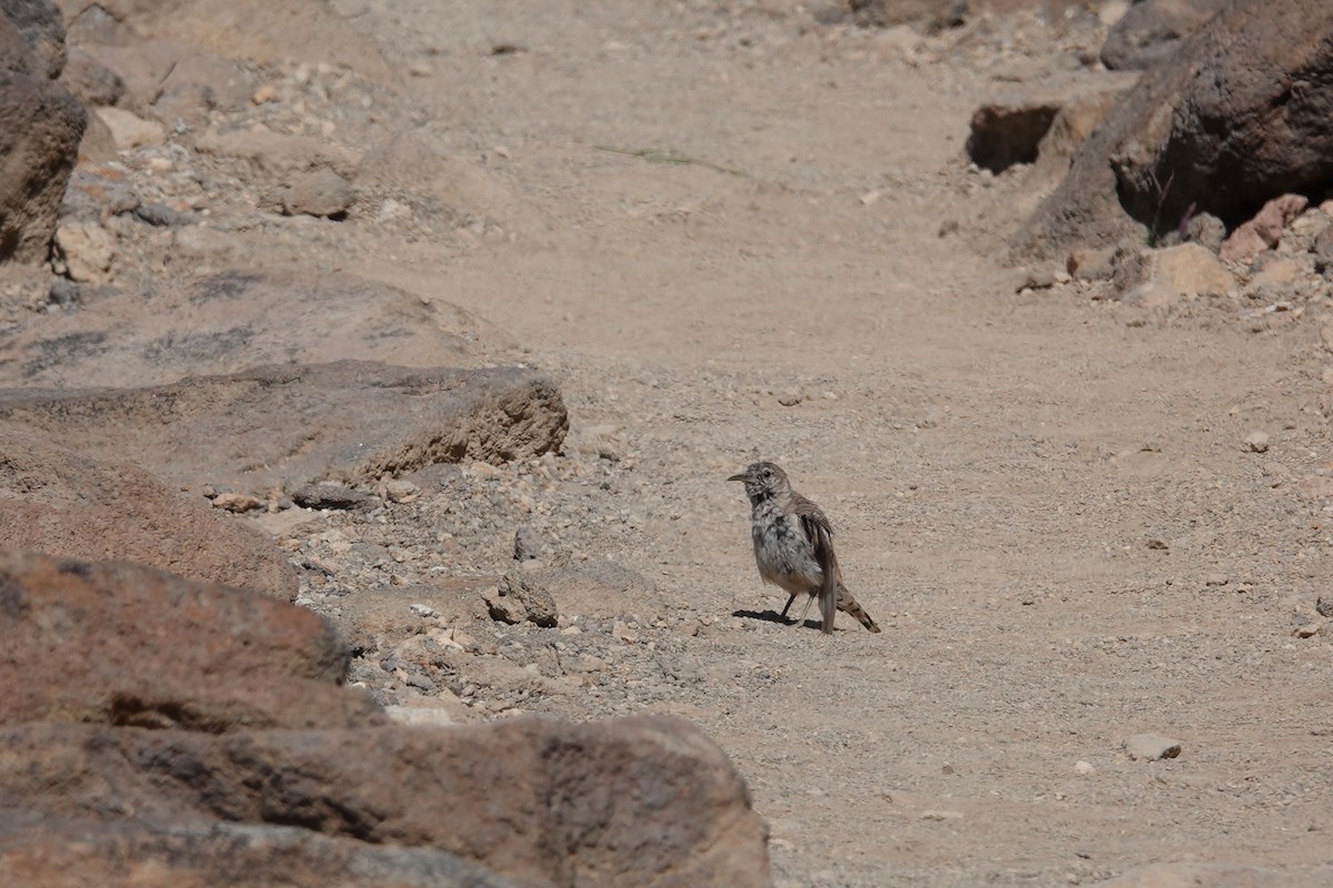 Rock Wren - ML646673637