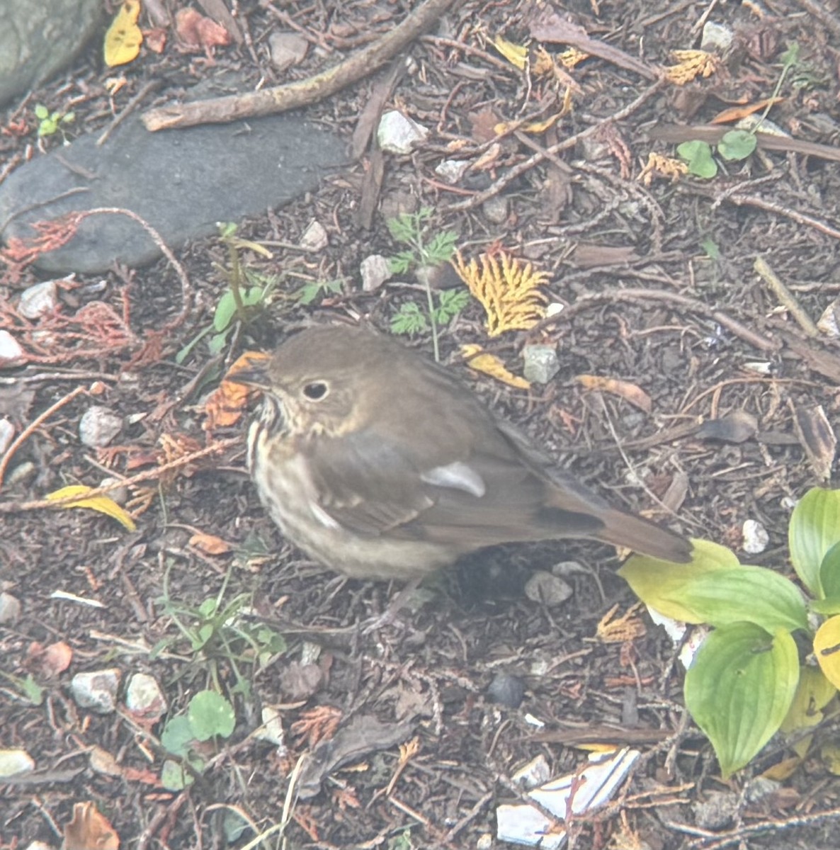 Hermit Thrush - ML646673639
