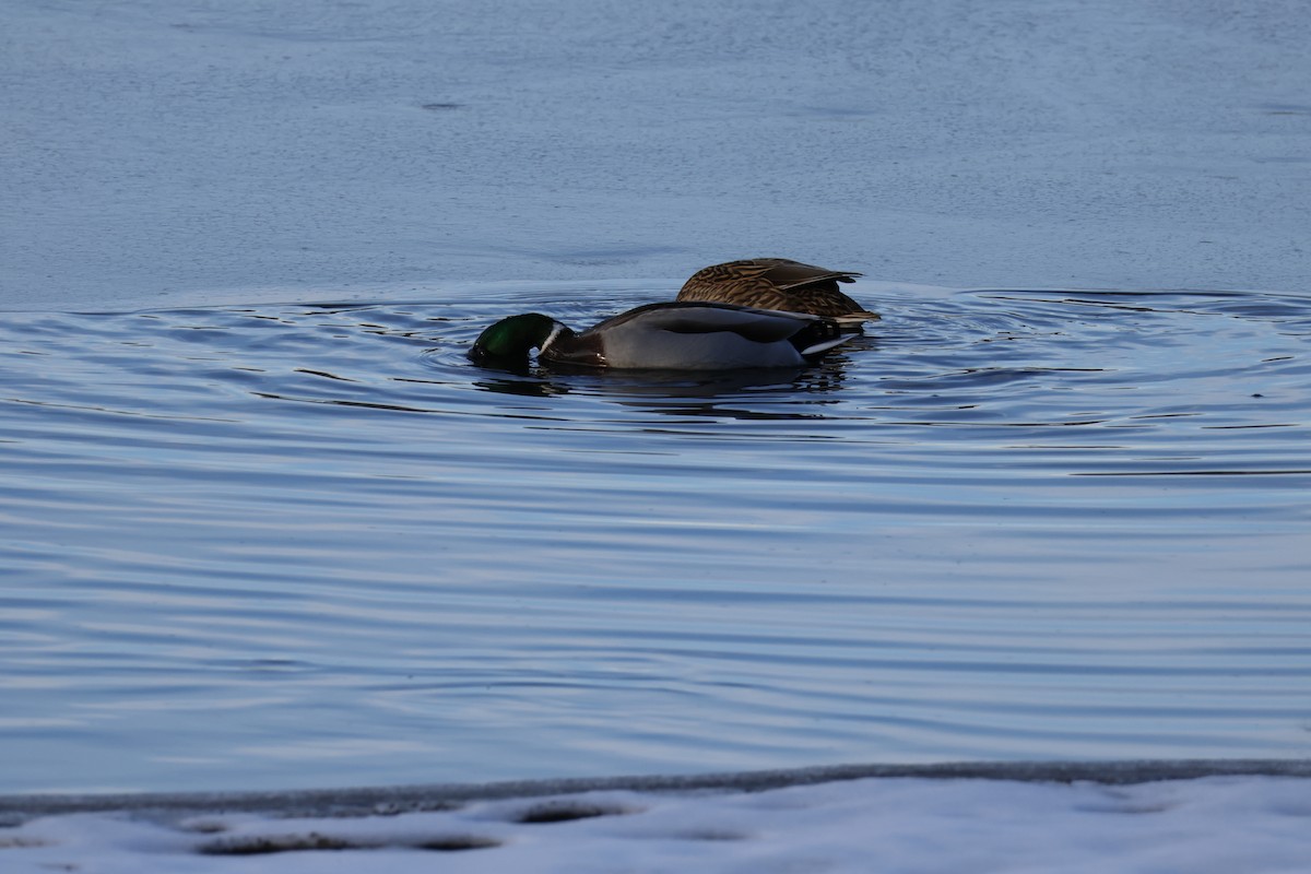 Mallard - ML646673640