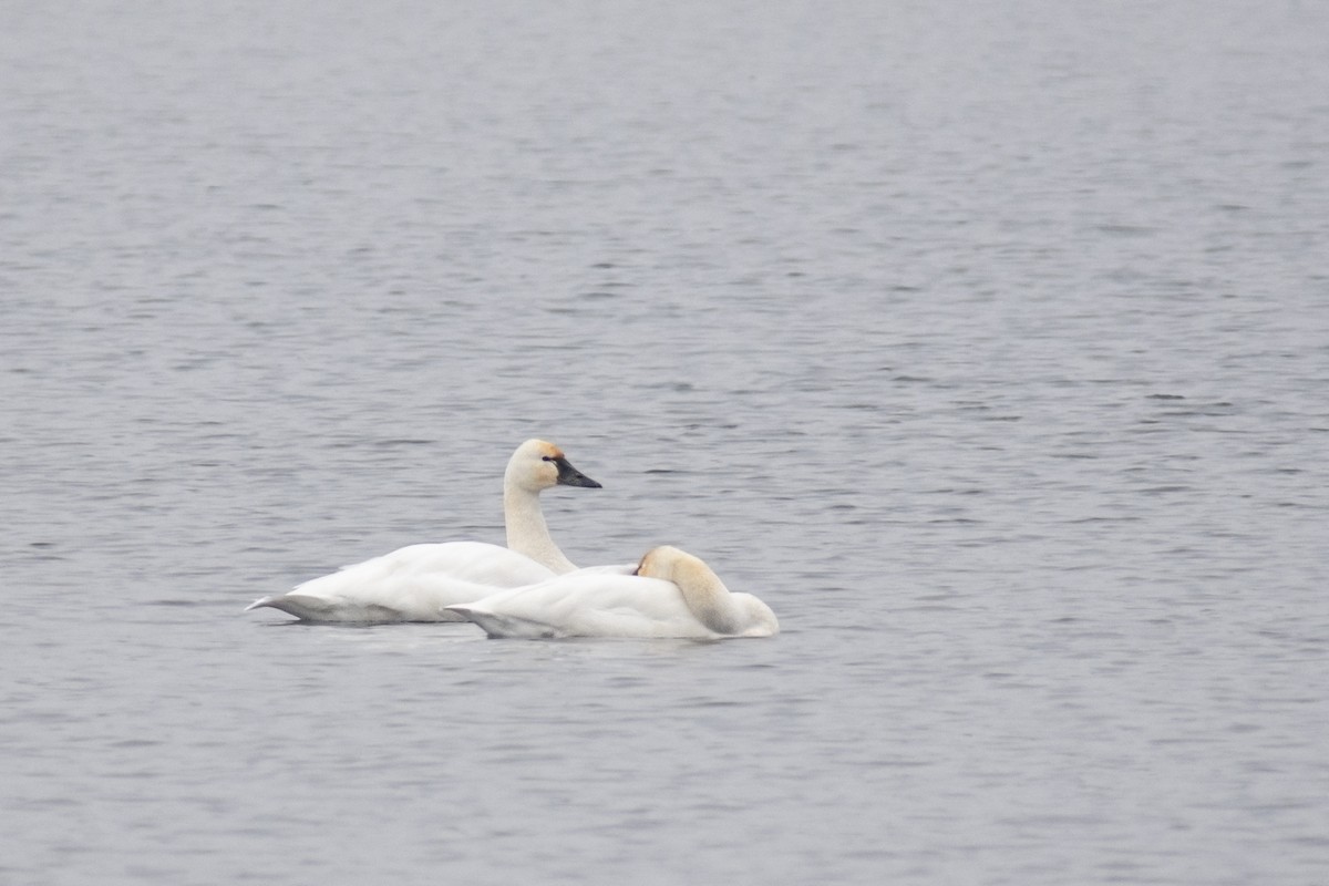 ברבור קטן - ML646673641