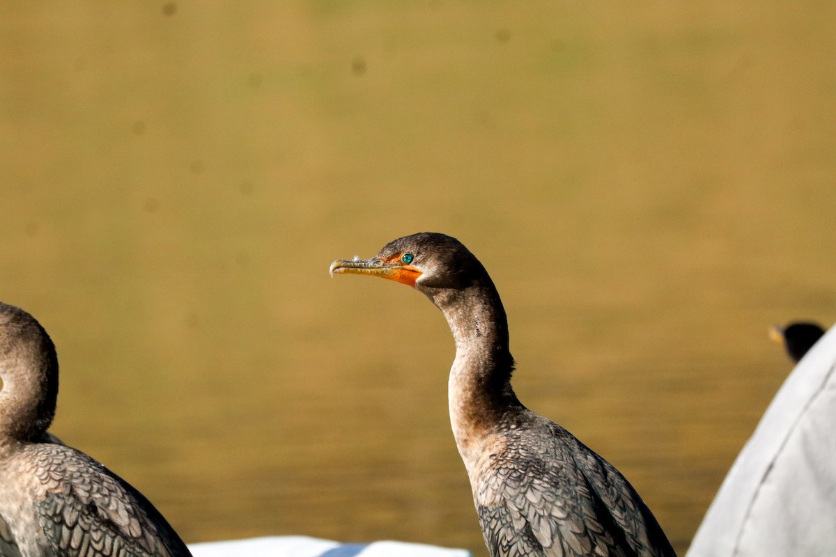 Баклан вухатий - ML646673643