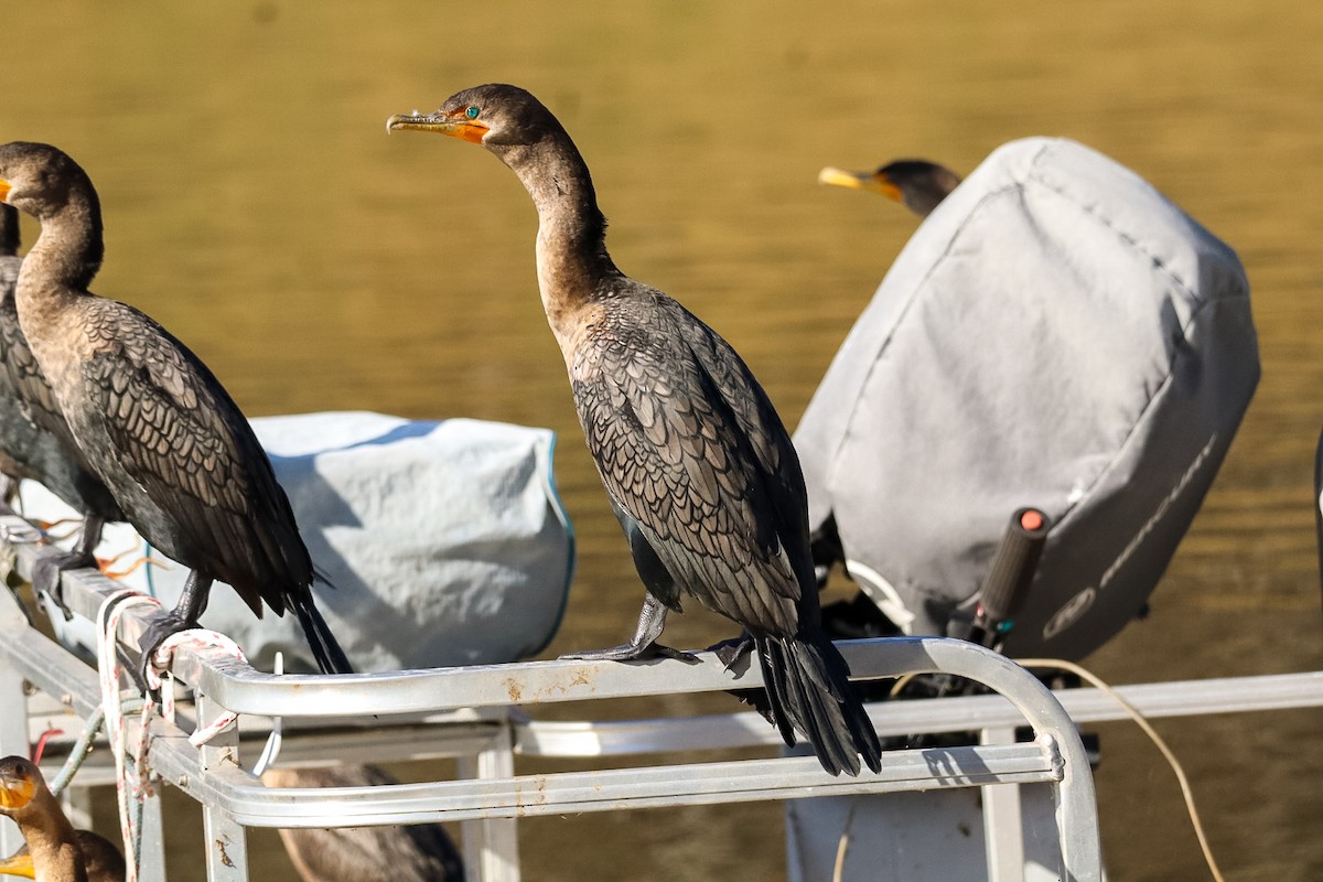 Баклан вухатий - ML646673644