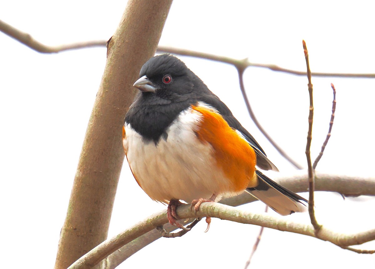 Eastern Towhee - ML646673646