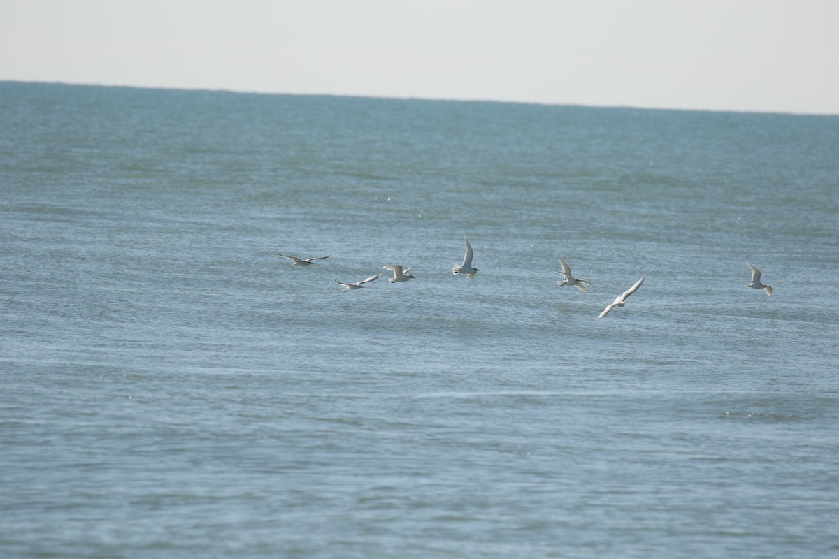 Mediterranean Gull - ML646673648