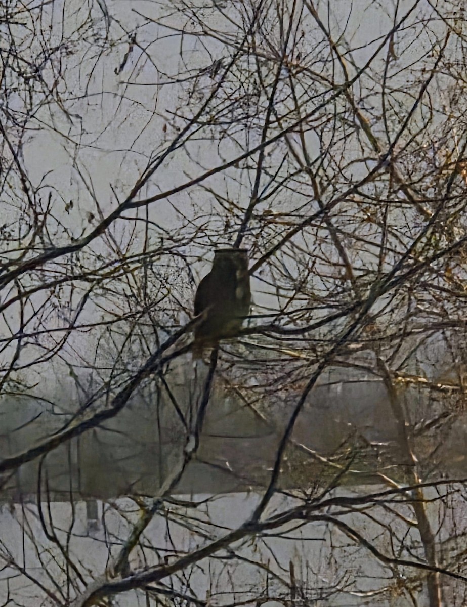 Great Horned Owl - ML646673650