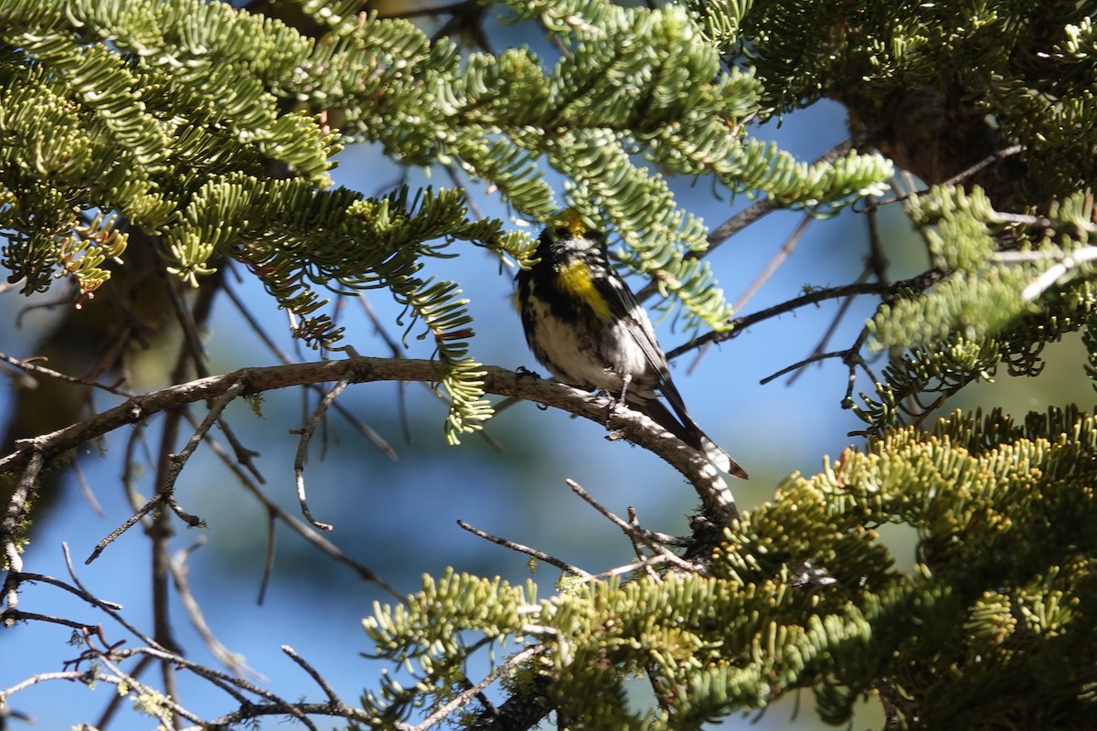 Yellow-rumped Warbler (Audubon's) - ML646673651