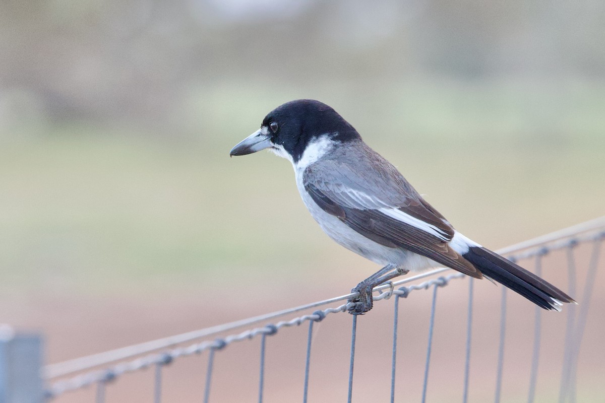 Gray Butcherbird - ML646673654
